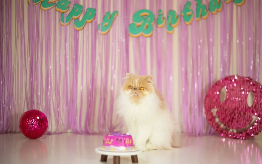 6 Tips for Celebrating Your Cat Birthday