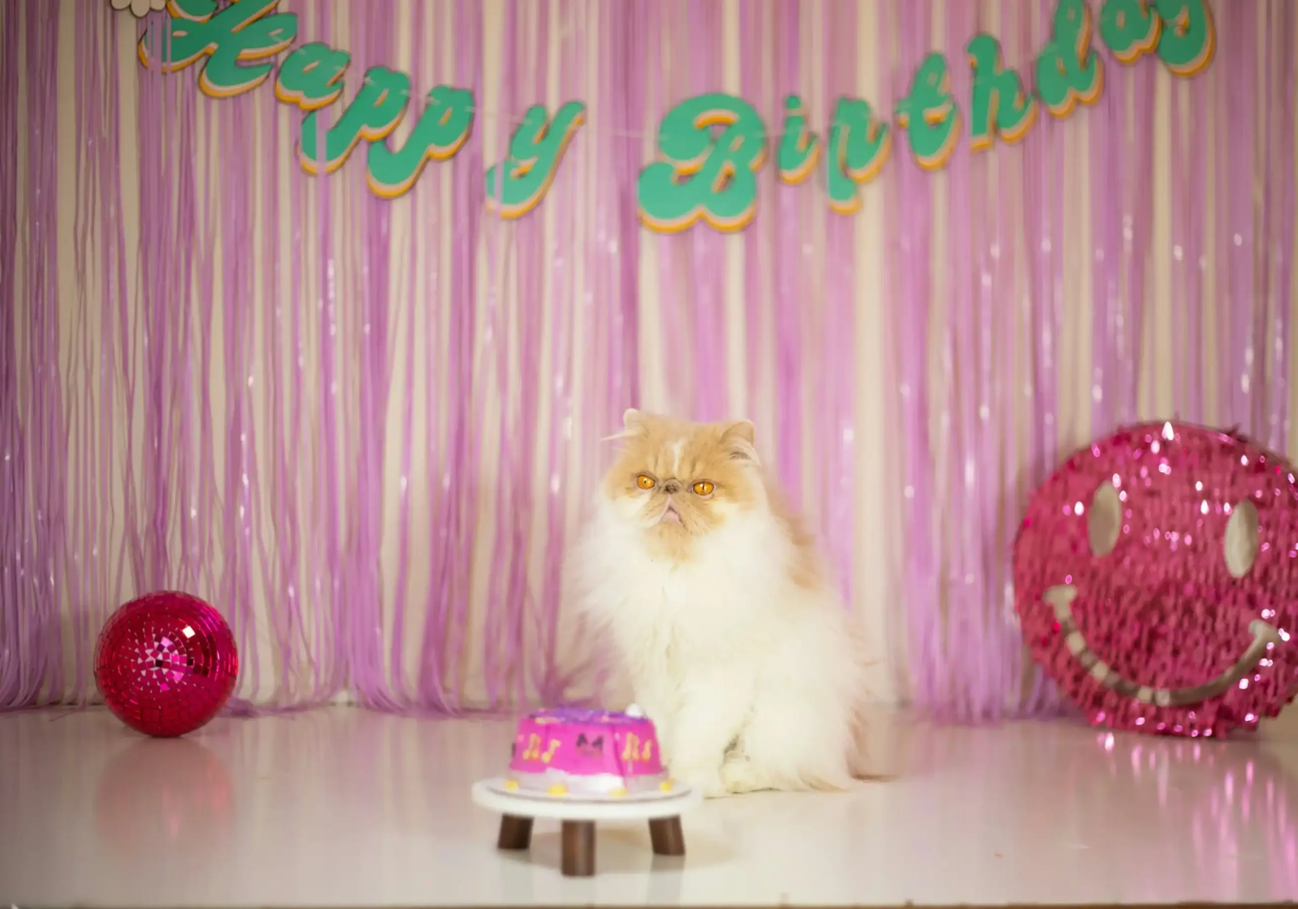 6 Tips for Celebrating Your Cat Birthday