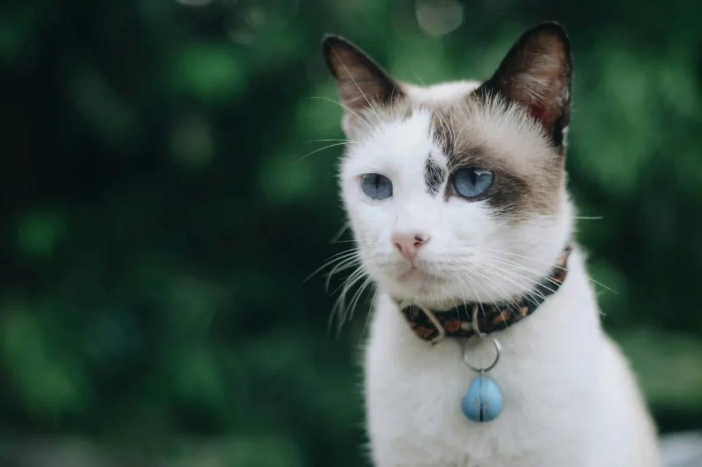 seal point ragdoll