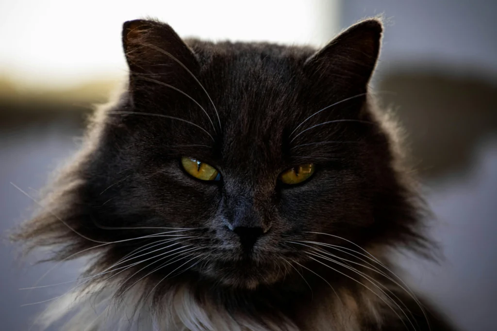 Black Maine Coon Cats