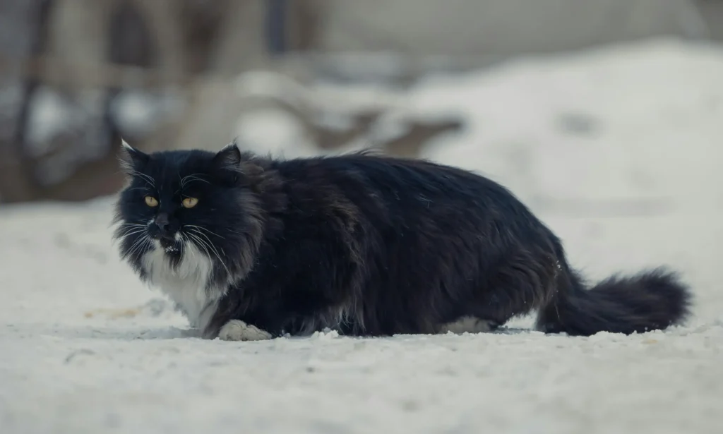 Black Maine Coons