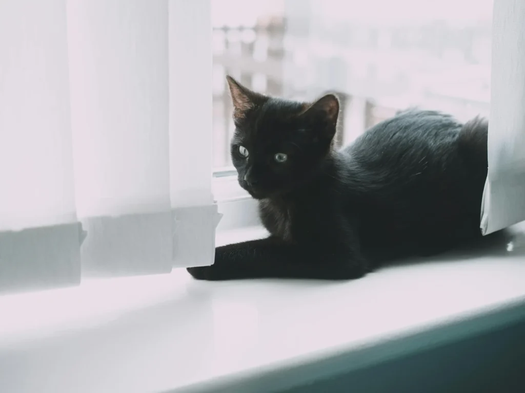 Black Ragdoll Cat