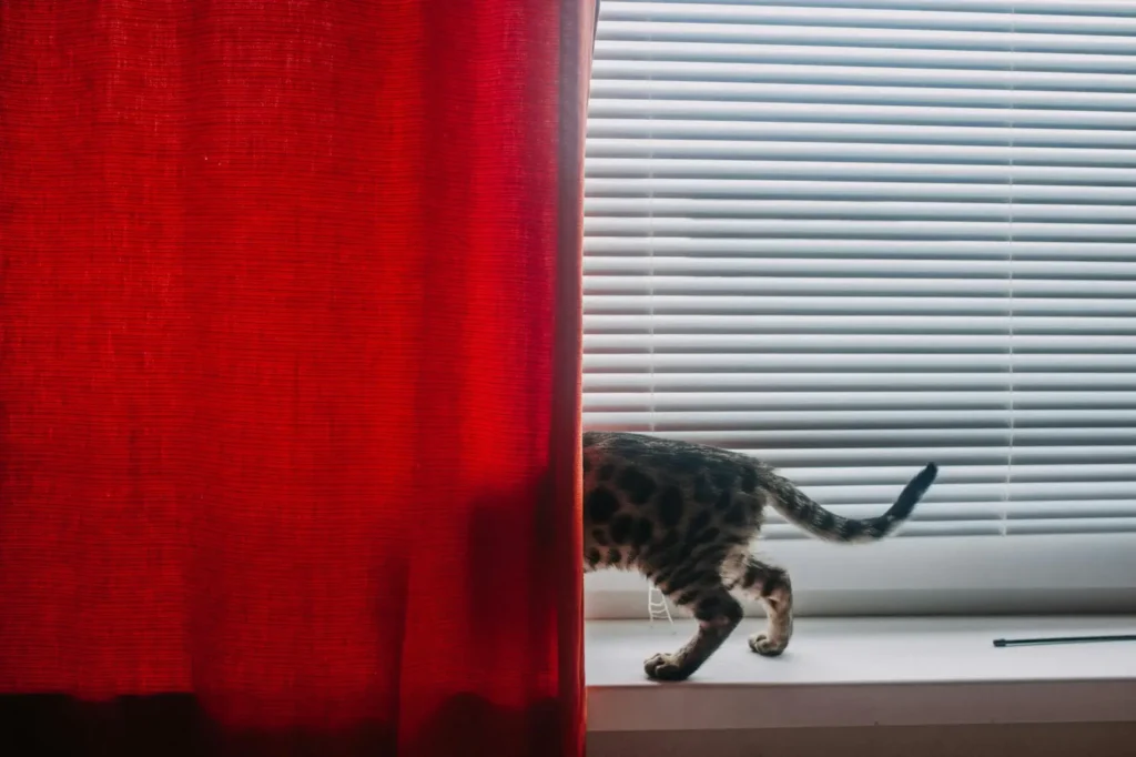 cat friendly blinds