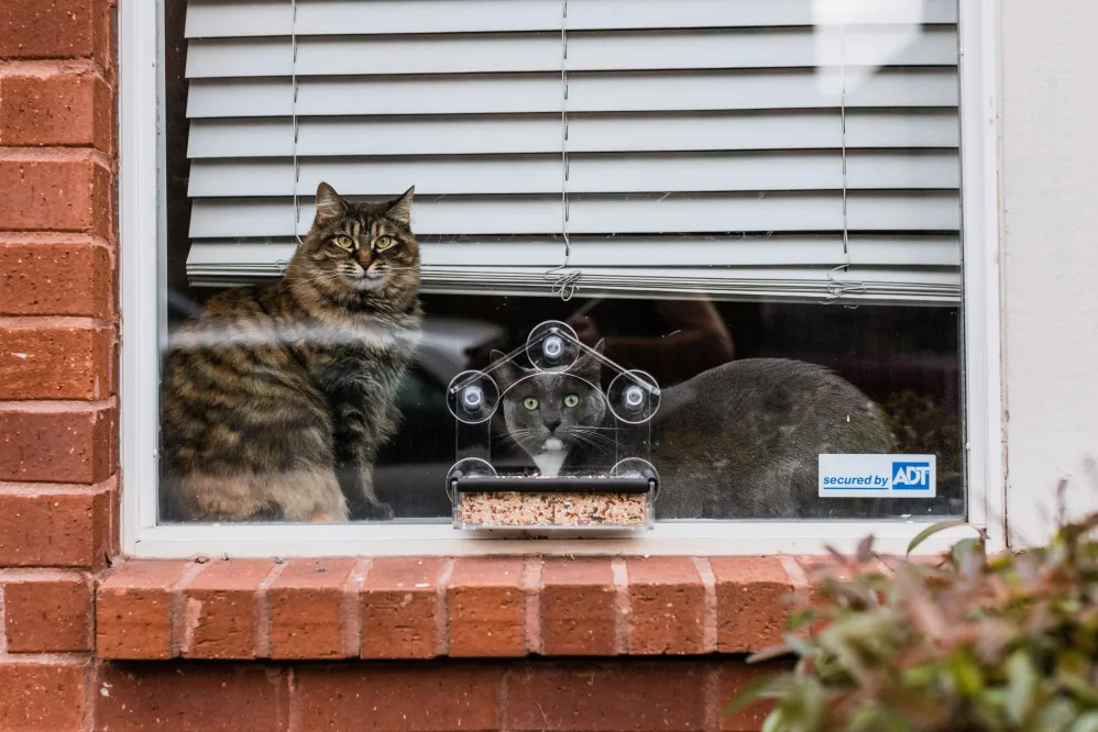 cat friendly blinds