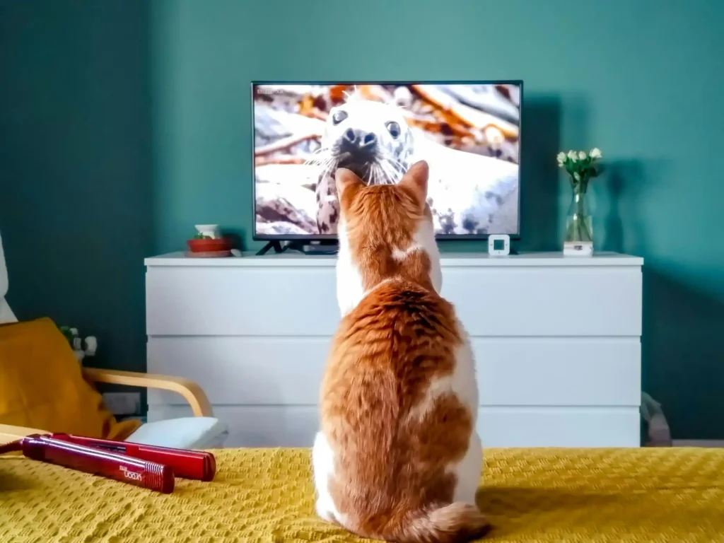 How to Keep Cat Entertained