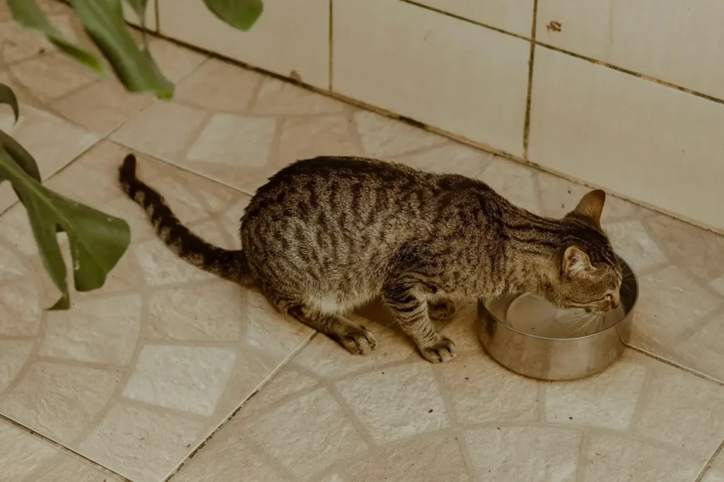 How to Keep Cat Water