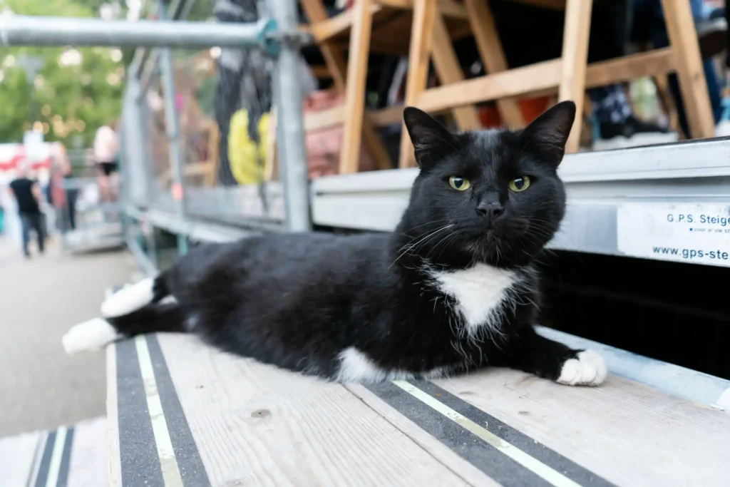 Jet Black Ragdoll Cat