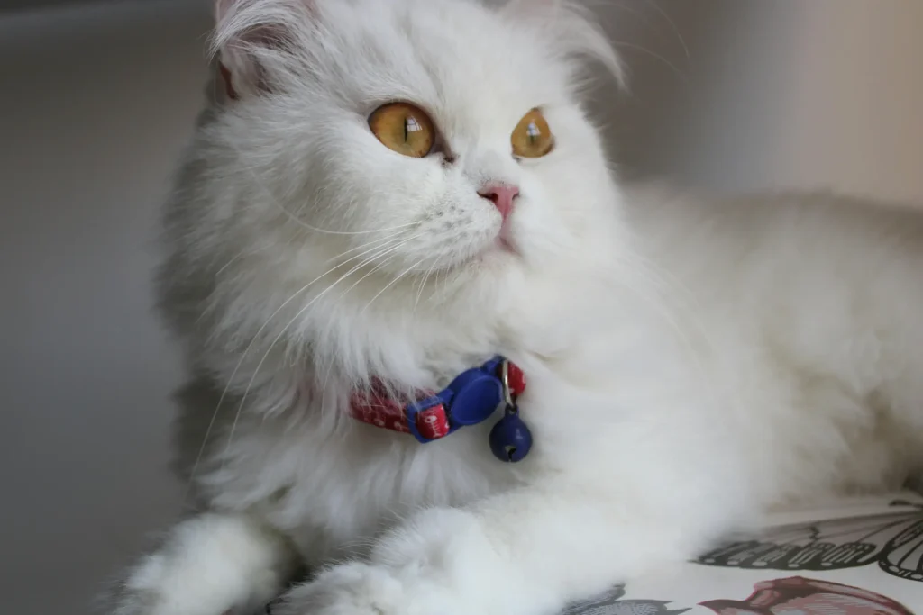 Persian Cat Cost