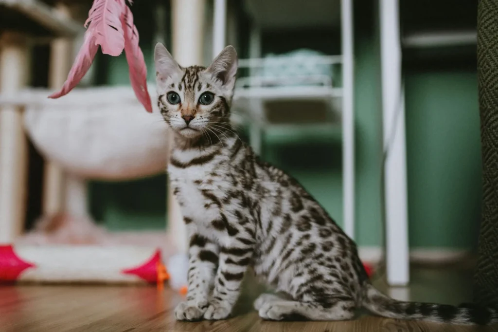 Silver Bengal Cat