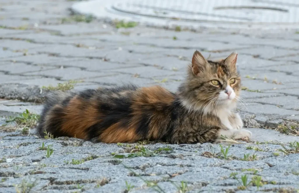 Turkish-Angora