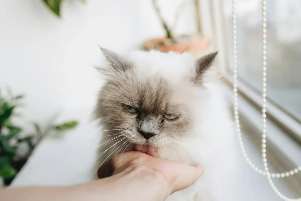 are balinese cats hypoallergenic