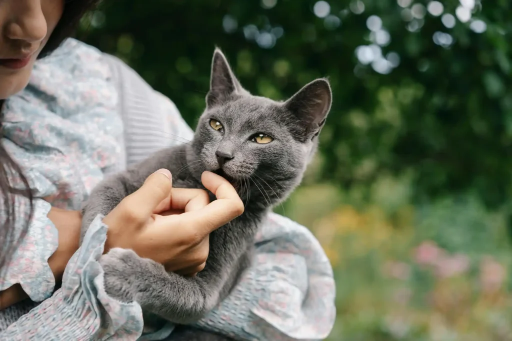 are russian blue cats aggressive