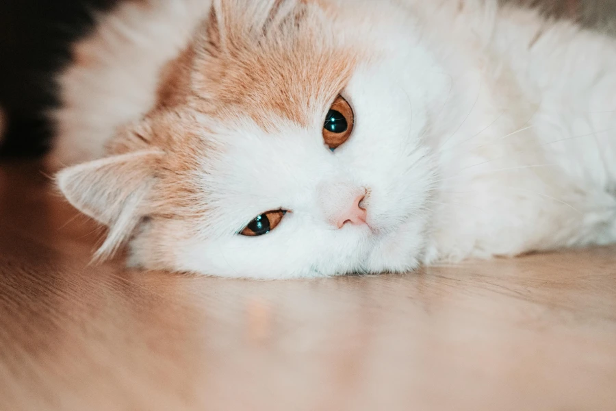 balinese cats