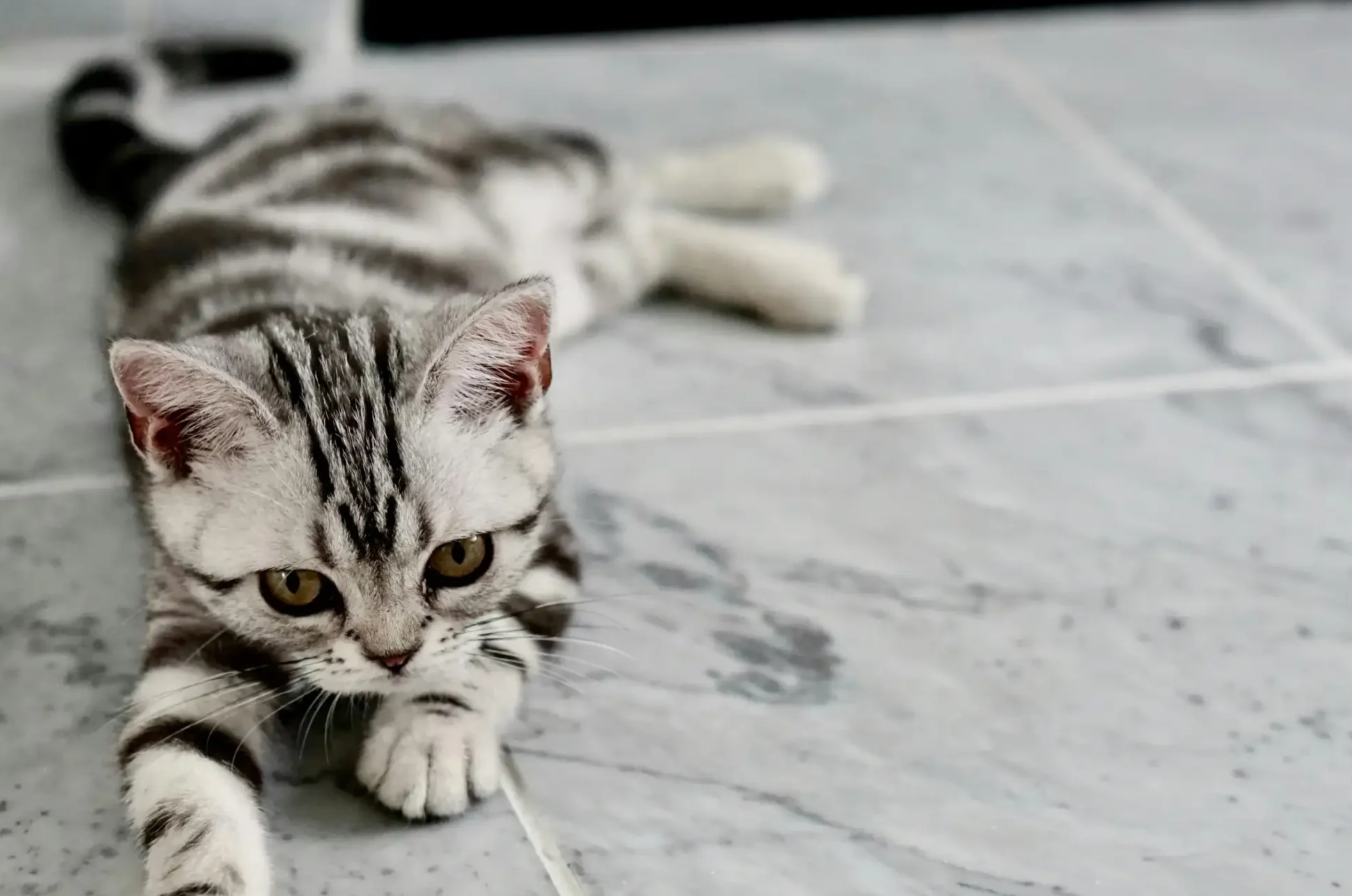 marble tabby cats