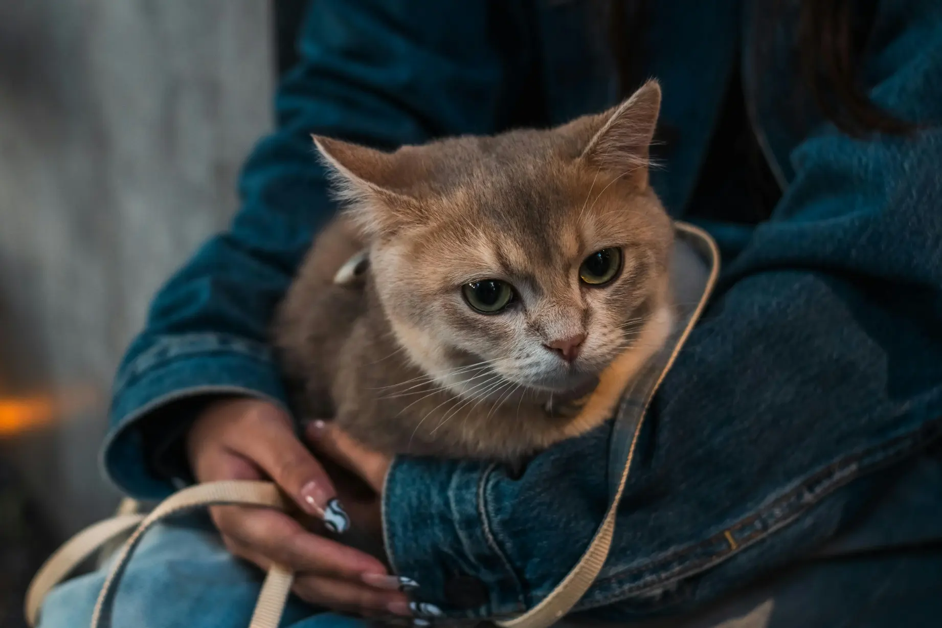 Somali Cat breeder​