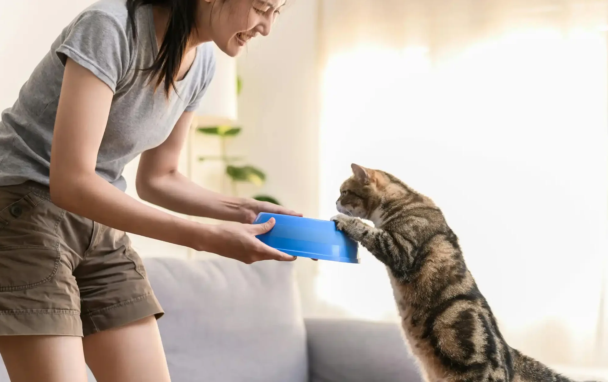 make thickened liquid for cats with gelatin