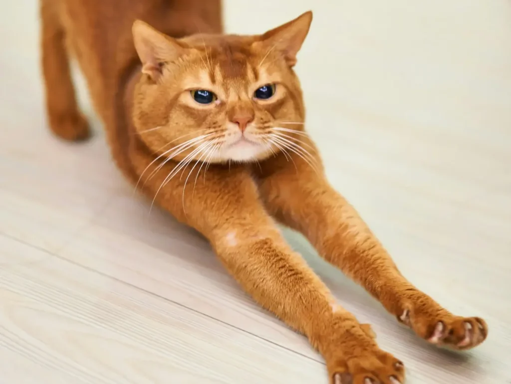 somali cat breeder​