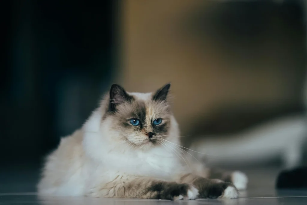 Blue-Bicolor-Ragdoll-Cat-Guide (1)