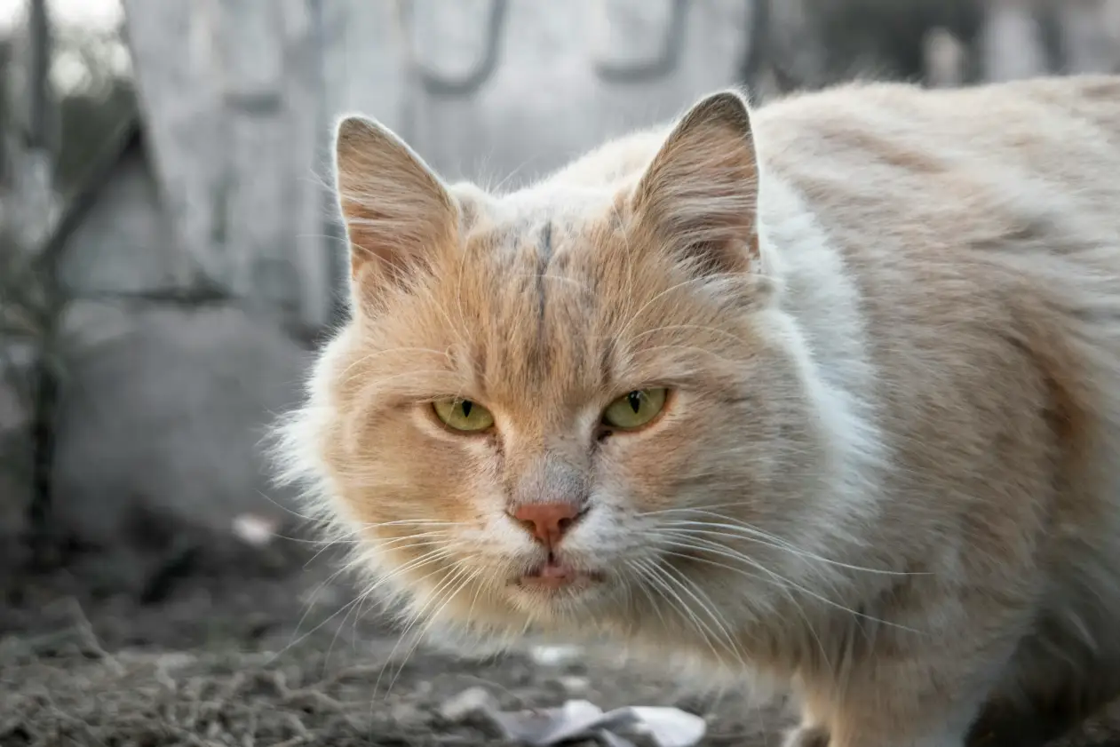 Cat Breeder Scotland