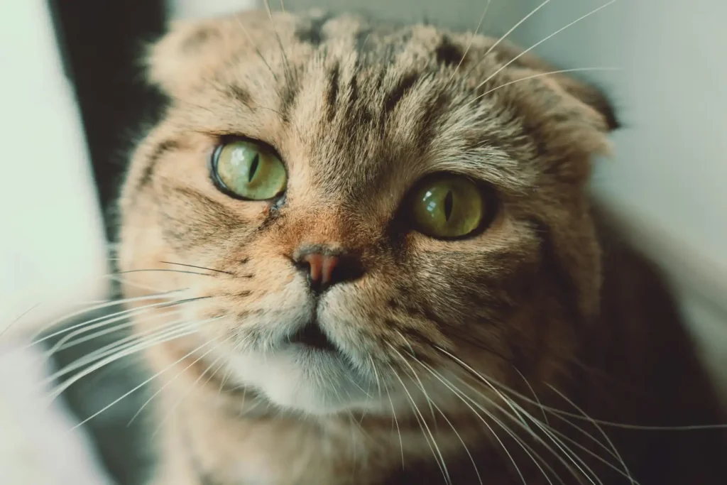 Scottish Folds