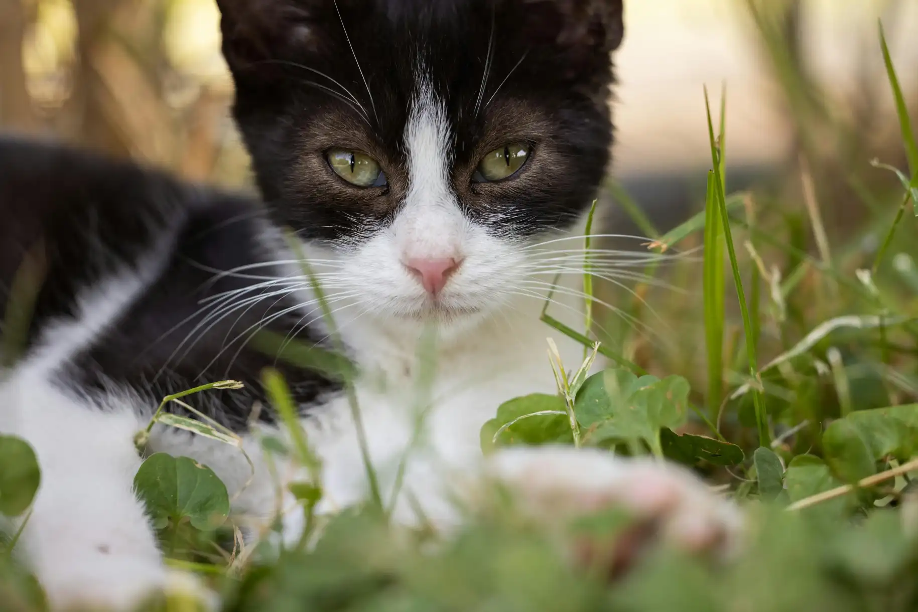 piebald cat​